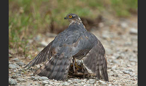 Sperber (Accipiter nisus)