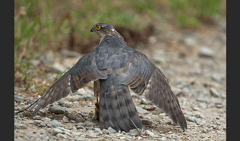 Sperber (Accipiter nisus)