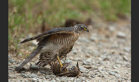 Sperber (Accipiter nisus)