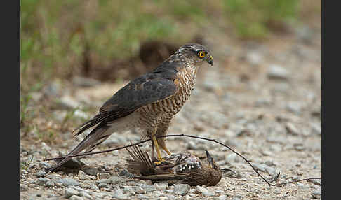 Sperber (Accipiter nisus)