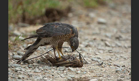 Sperber (Accipiter nisus)