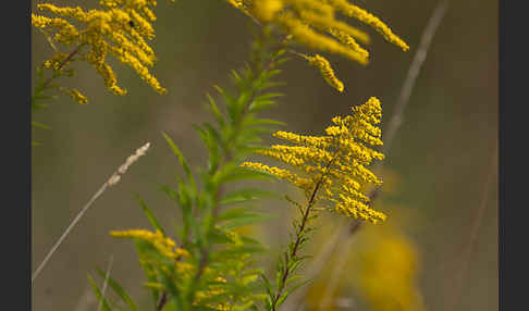 Kanadische Goldrute (Solidago canadensis)