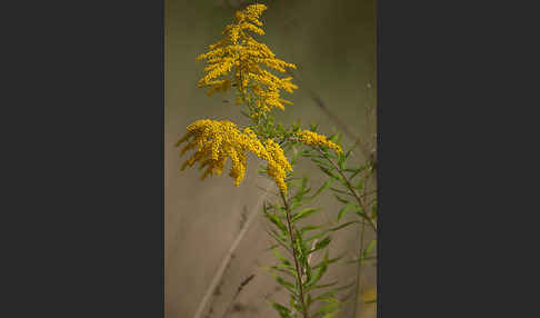 Kanadische Goldrute (Solidago canadensis)