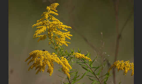 Kanadische Goldrute (Solidago canadensis)