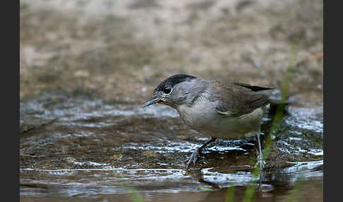 Mönchsgrasmücke (Sylvia atricapilla)