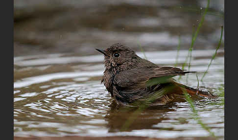 Hausrotschwanz (Phoenicurus ochruros)