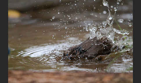 Hausrotschwanz (Phoenicurus ochruros)