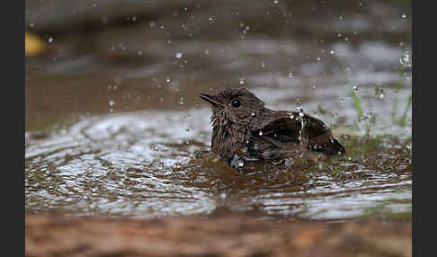 Hausrotschwanz (Phoenicurus ochruros)