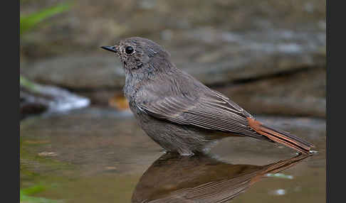 Hausrotschwanz (Phoenicurus ochruros)