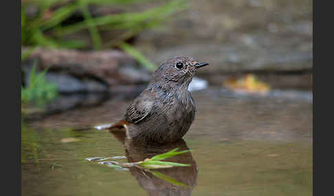 Hausrotschwanz (Phoenicurus ochruros)