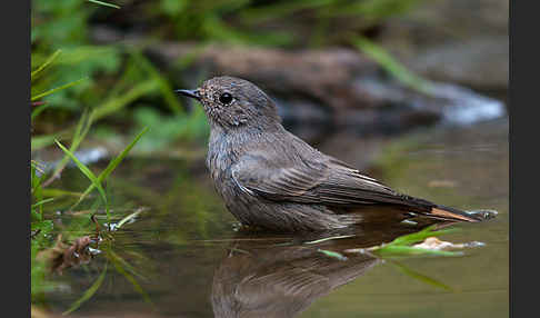 Hausrotschwanz (Phoenicurus ochruros)