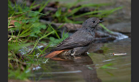 Hausrotschwanz (Phoenicurus ochruros)