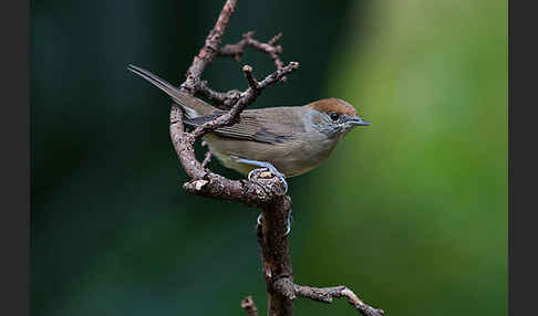 Mönchsgrasmücke (Sylvia atricapilla)