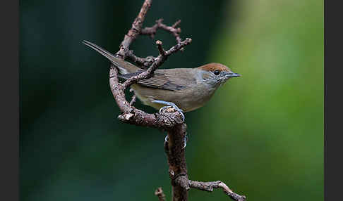 Mönchsgrasmücke (Sylvia atricapilla)