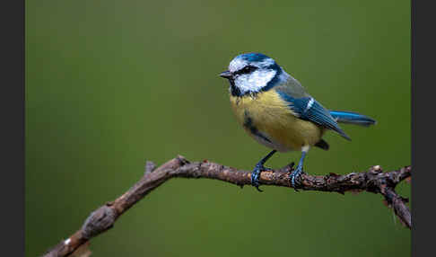 Blaumeise (Parus caeruleus)