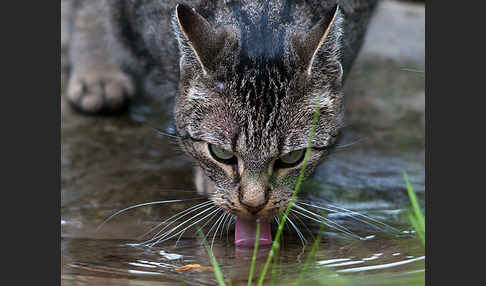 Hauskatze (Felis silvestris forma catus)