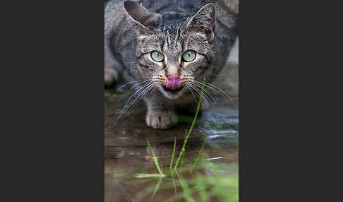 Hauskatze (Felis silvestris forma catus)