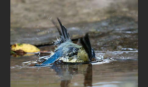 Blaumeise (Parus caeruleus)