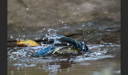 Blaumeise (Parus caeruleus)