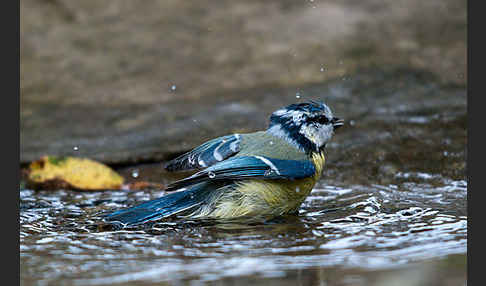 Blaumeise (Parus caeruleus)