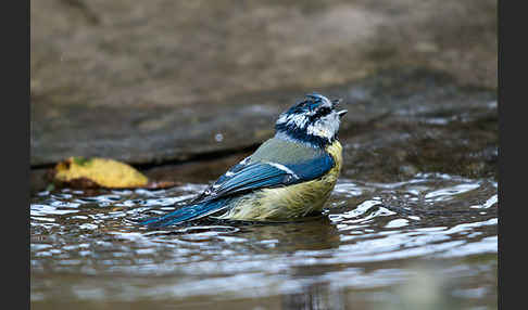 Blaumeise (Parus caeruleus)