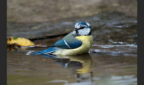 Blaumeise (Parus caeruleus)