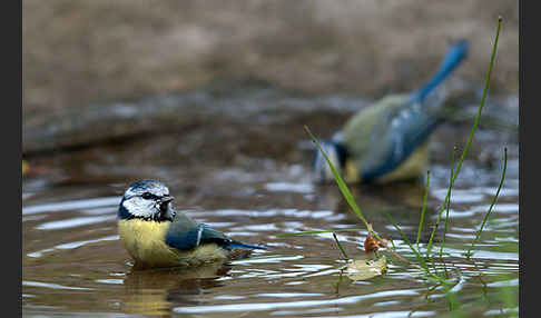 Blaumeise (Parus caeruleus)