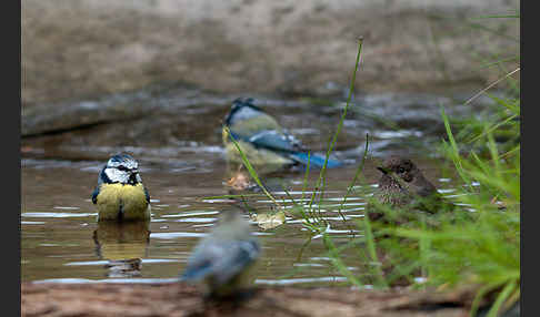 Blaumeise (Parus caeruleus)