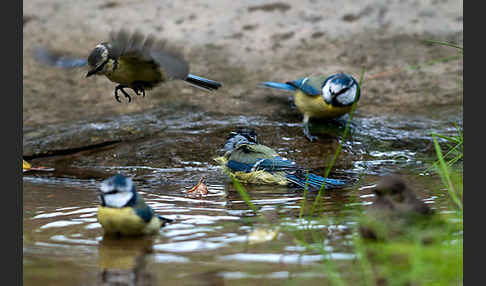 Blaumeise (Parus caeruleus)