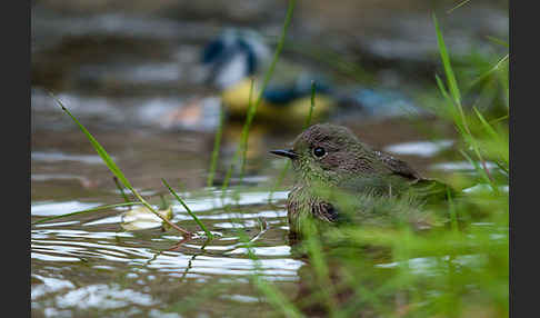 Hausrotschwanz (Phoenicurus ochruros)