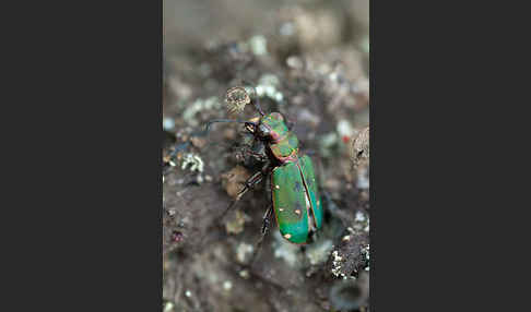 Feld-Sandlaufkäfer (Cicindela campestris)