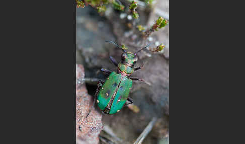 Feld-Sandlaufkäfer (Cicindela campestris)