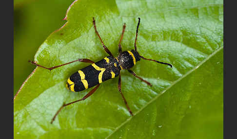 Gemeiner Widderbock (Clytus arietis)