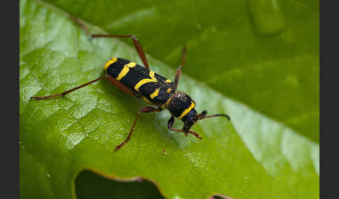 Gemeiner Widderbock (Clytus arietis)