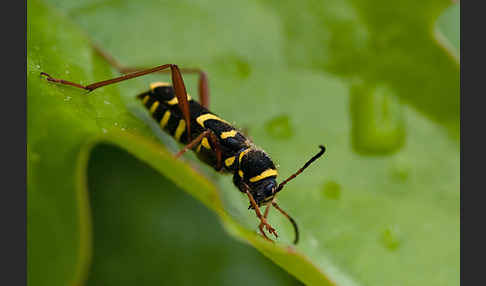 Gemeiner Widderbock (Clytus arietis)