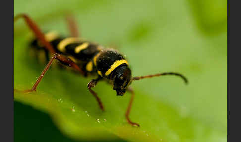 Gemeiner Widderbock (Clytus arietis)