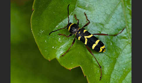 Gemeiner Widderbock (Clytus arietis)