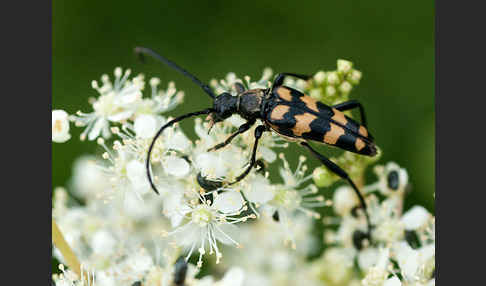 Vierbindiger Schmalbock (Leptura quadrifasciata)