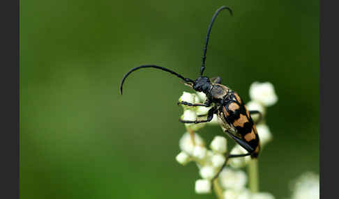 Vierbindiger Schmalbock (Leptura quadrifasciata)