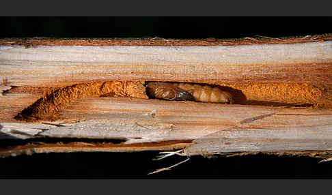 Weiden-Linienbock (Oberea oculata)