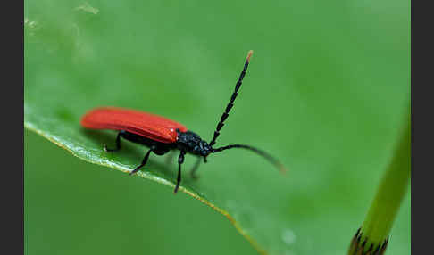 Rotdeckenkäfer spec. (Platycis minutus)