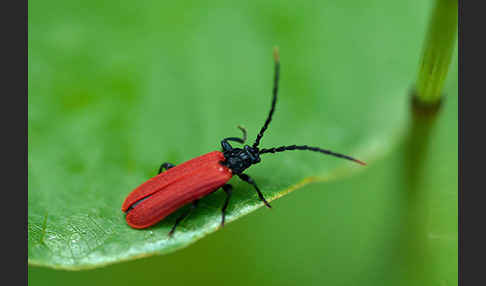 Rotdeckenkäfer spec. (Platycis minutus)