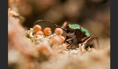 Feld-Sandlaufkäfer (Cicindela campestris)