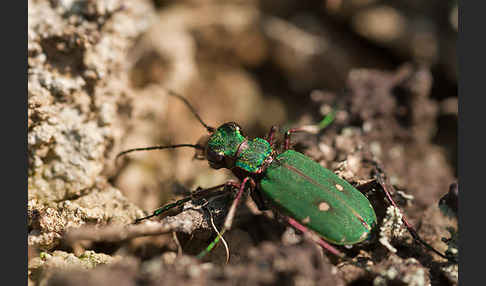 Feld-Sandlaufkäfer (Cicindela campestris)