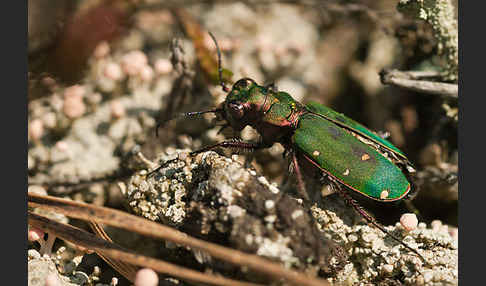 Feld-Sandlaufkäfer (Cicindela campestris)