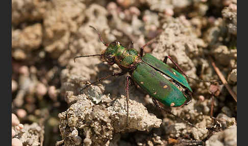 Feld-Sandlaufkäfer (Cicindela campestris)