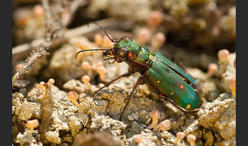 Feld-Sandlaufkäfer (Cicindela campestris)