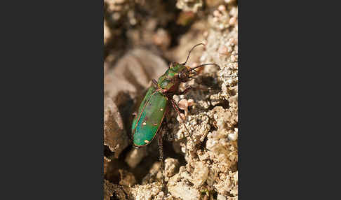 Feld-Sandlaufkäfer (Cicindela campestris)