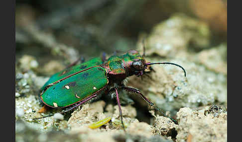 Feld-Sandlaufkäfer (Cicindela campestris)