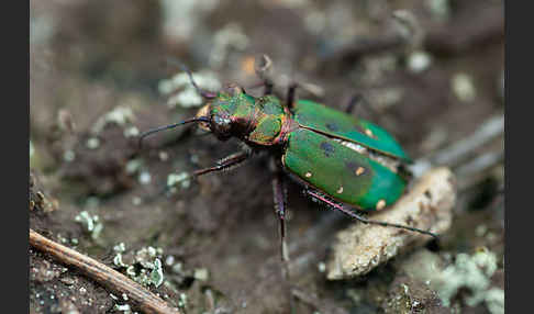 Feld-Sandlaufkäfer (Cicindela campestris)